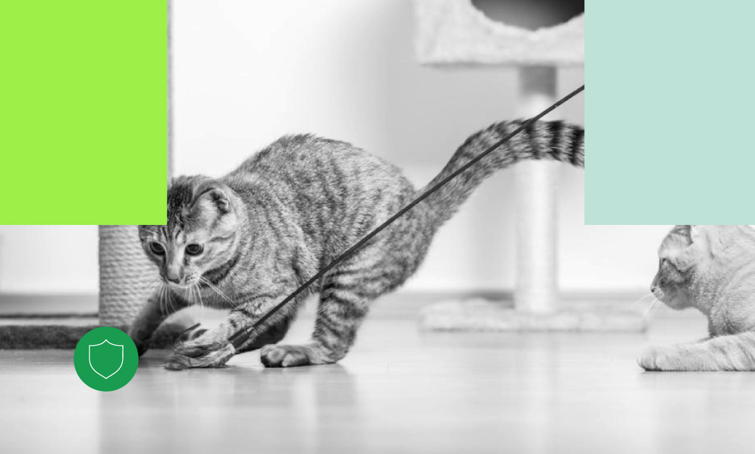 Comportamento animal Universidade Tuiuti do Paraná